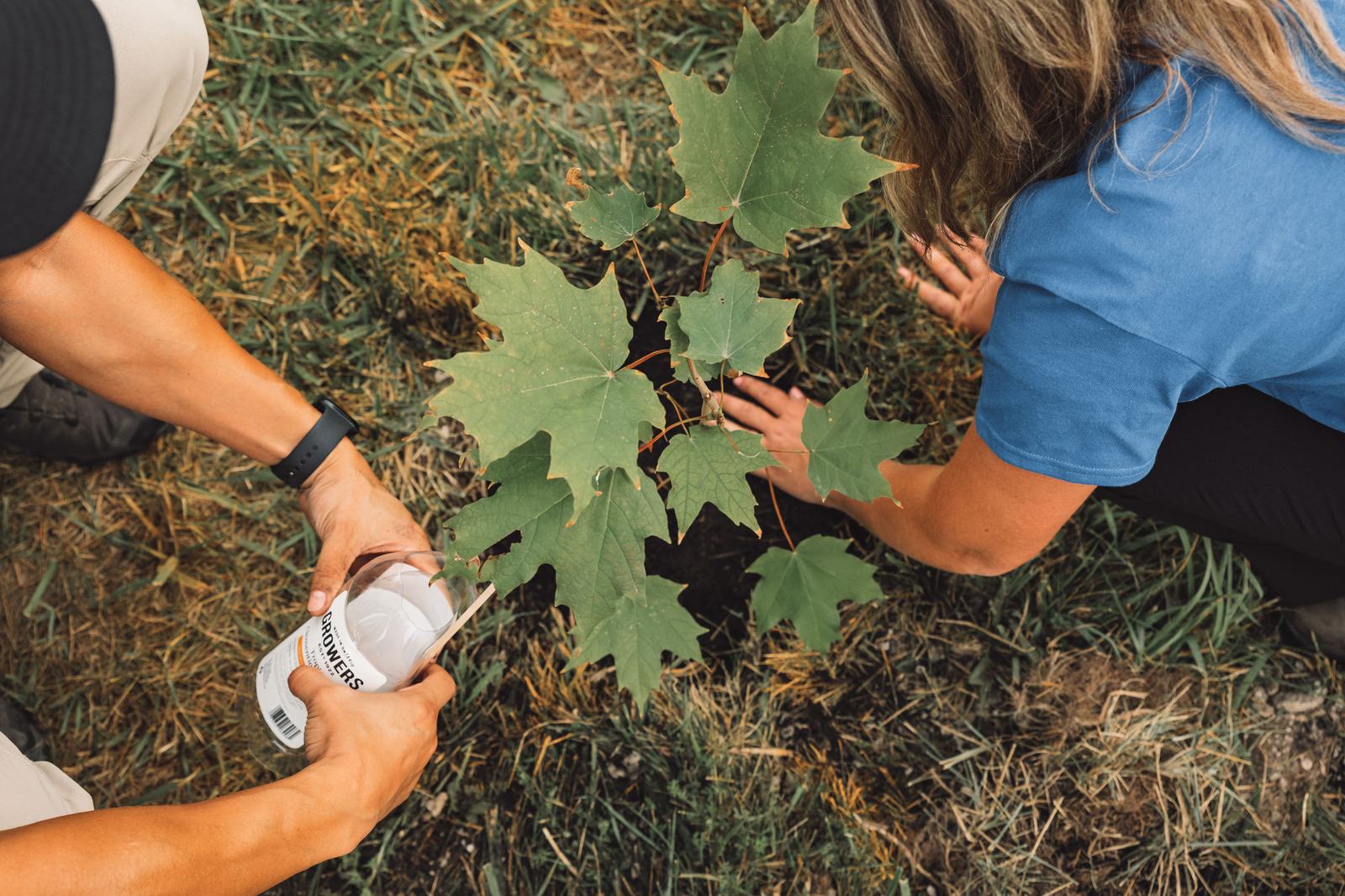 Halton Regional staff planting a tree as part of the Region's 50th anniversary celebration.
